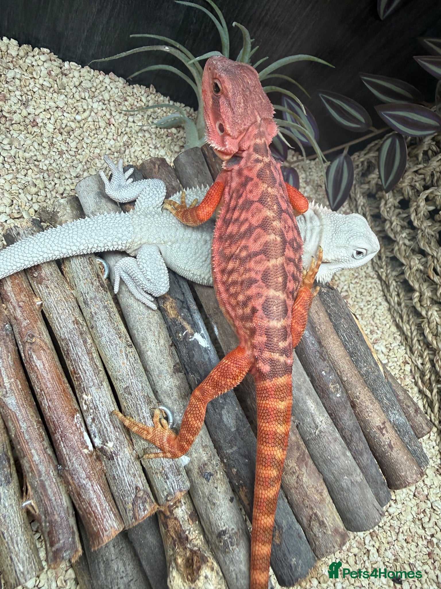 Bearded Dragon reptiles Red monster bearded dragon.  - Advert 1