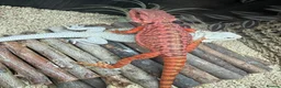 Bearded Dragon reptiles for sale: Red monster bearded dragon.  in Bromley - Advert 1