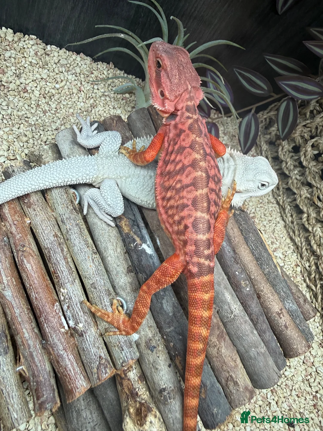 Bearded Dragon reptiles for sale: Red monster bearded dragon.  in Bromley - Advert 1