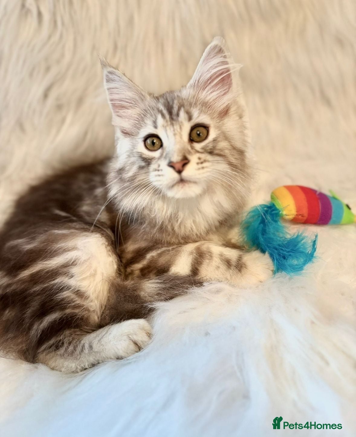 Maine Coon cats Maine coon kittens ready now pure mainecoon - Advert 12