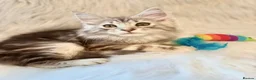Maine Coon cats for sale: Maine coon kittens ready now pure mainecoon - Advert 1