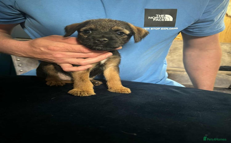Border Terrier dogs - Advert 2