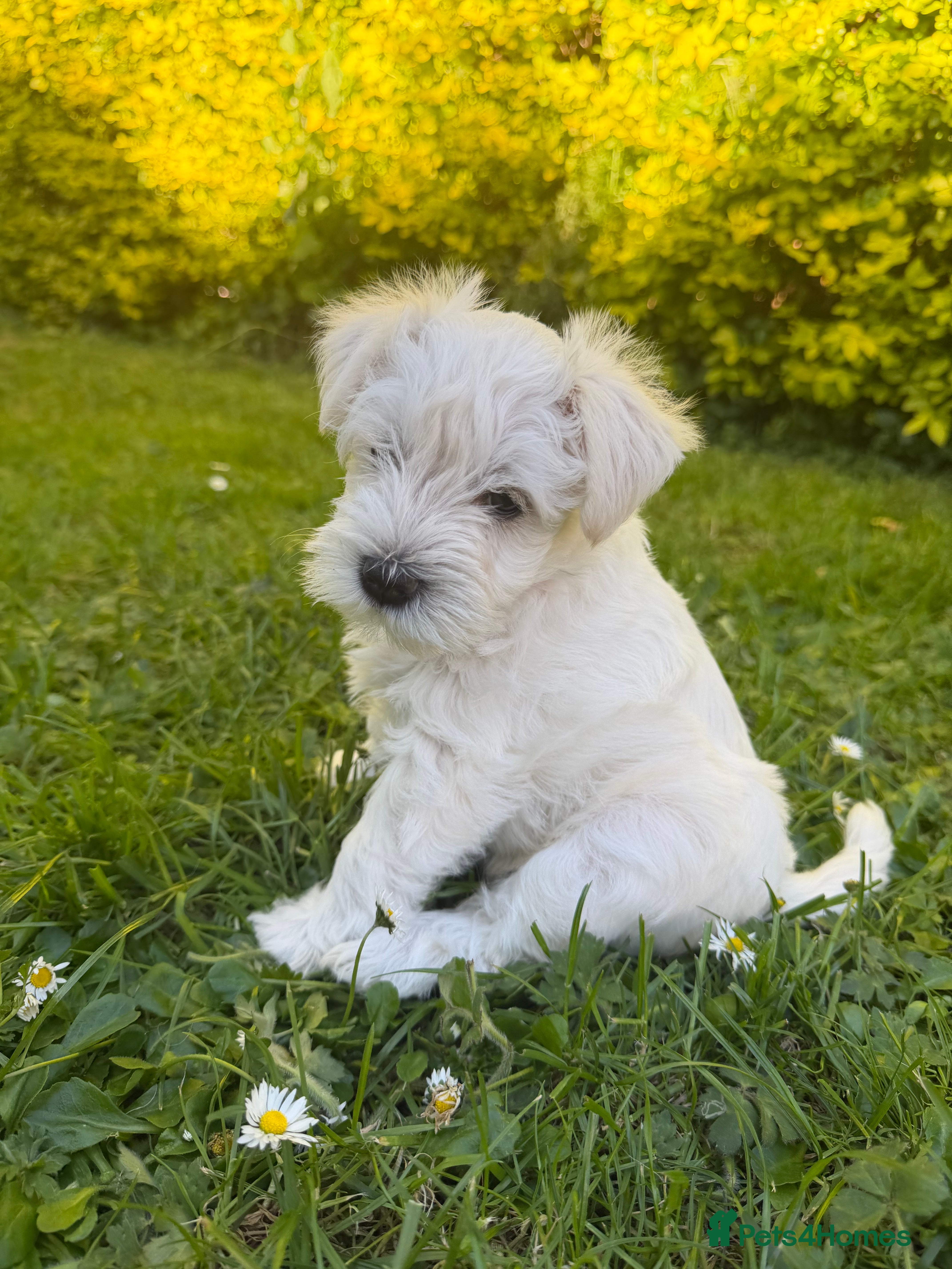Miniature Schnauzer dogs for sale: Available: 🐾 3 Girls 🐾 2 Boys - Advert 25