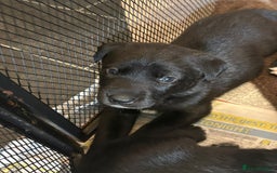 Mixed Breed dogs for sale: Labrador Cross Husky Girls  - Image 4
