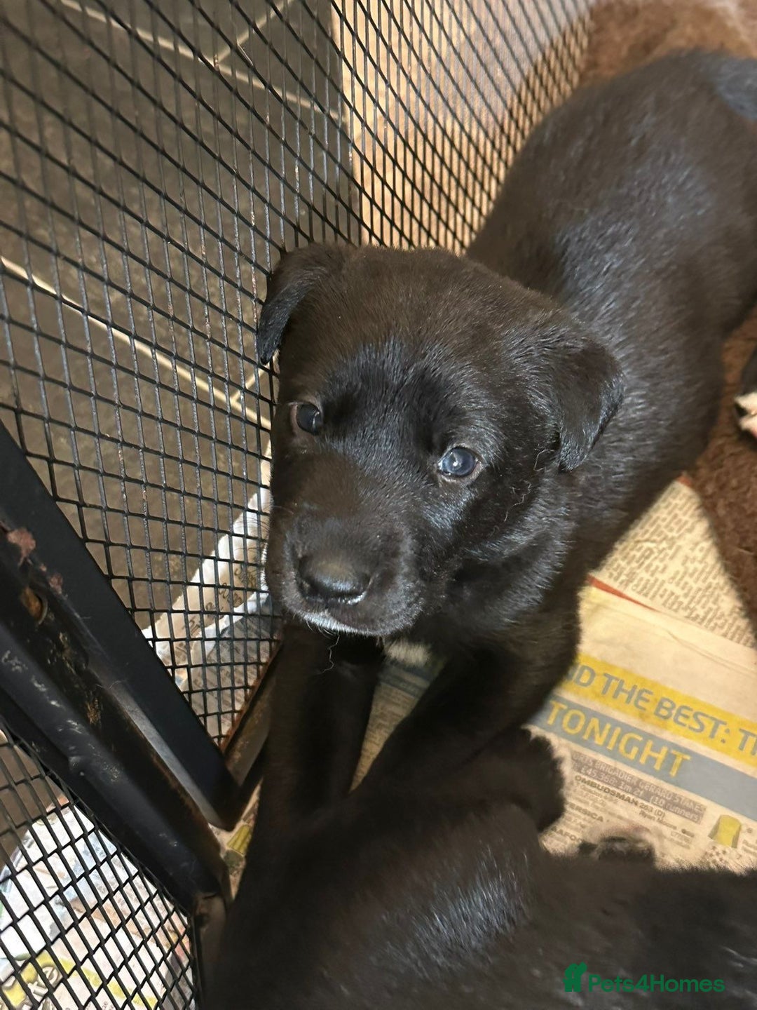 Mixed Breed dogs for sale: Labrador Cross Husky Girls  - Image 4