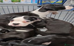 Boxer dogs for sale: READY NOW Kc reg sealed brindle fully vac  - Image 6