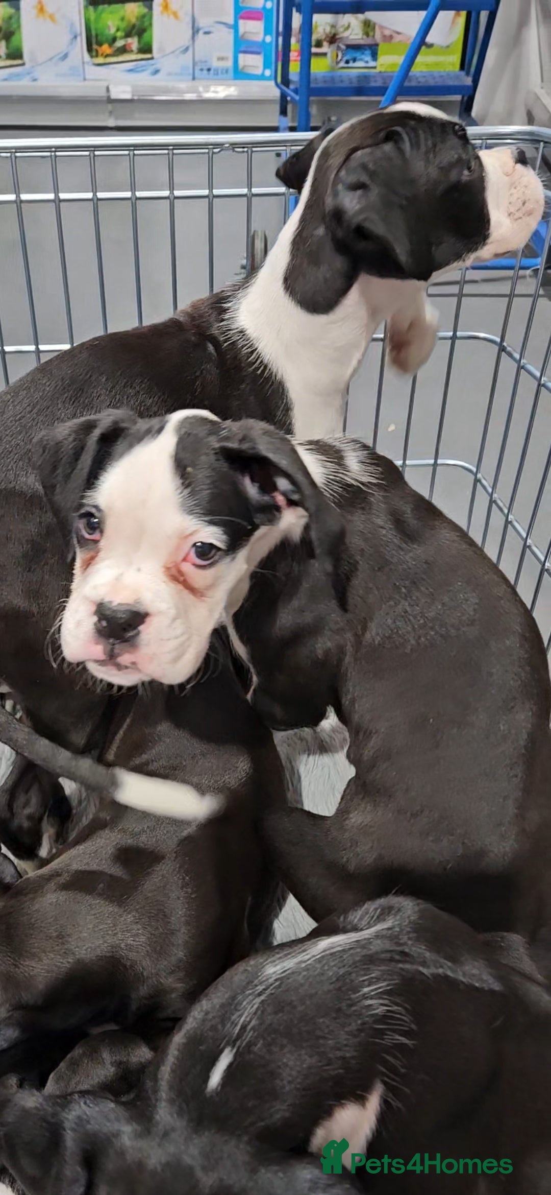 Boxer dogs for sale: READY NOW Kc reg sealed brindle fully vac  - Image 6