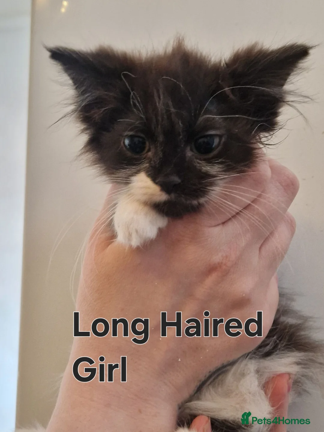 Mixed Breed cats for sale: Kittens Looking for Their Forever Homes 🐾 - Advert 2