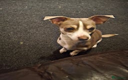 Mixed Breed dogs for sale: Jack russell crossed chihuahua  - Image 4
