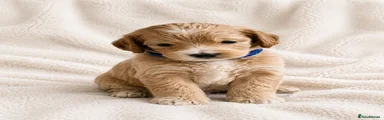 Cockapoo 2