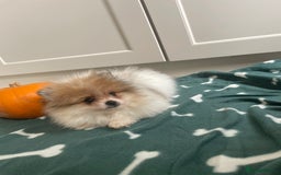 Pomeranian dogs for sale: Fluffy Pomeranian puppies - Image 10
