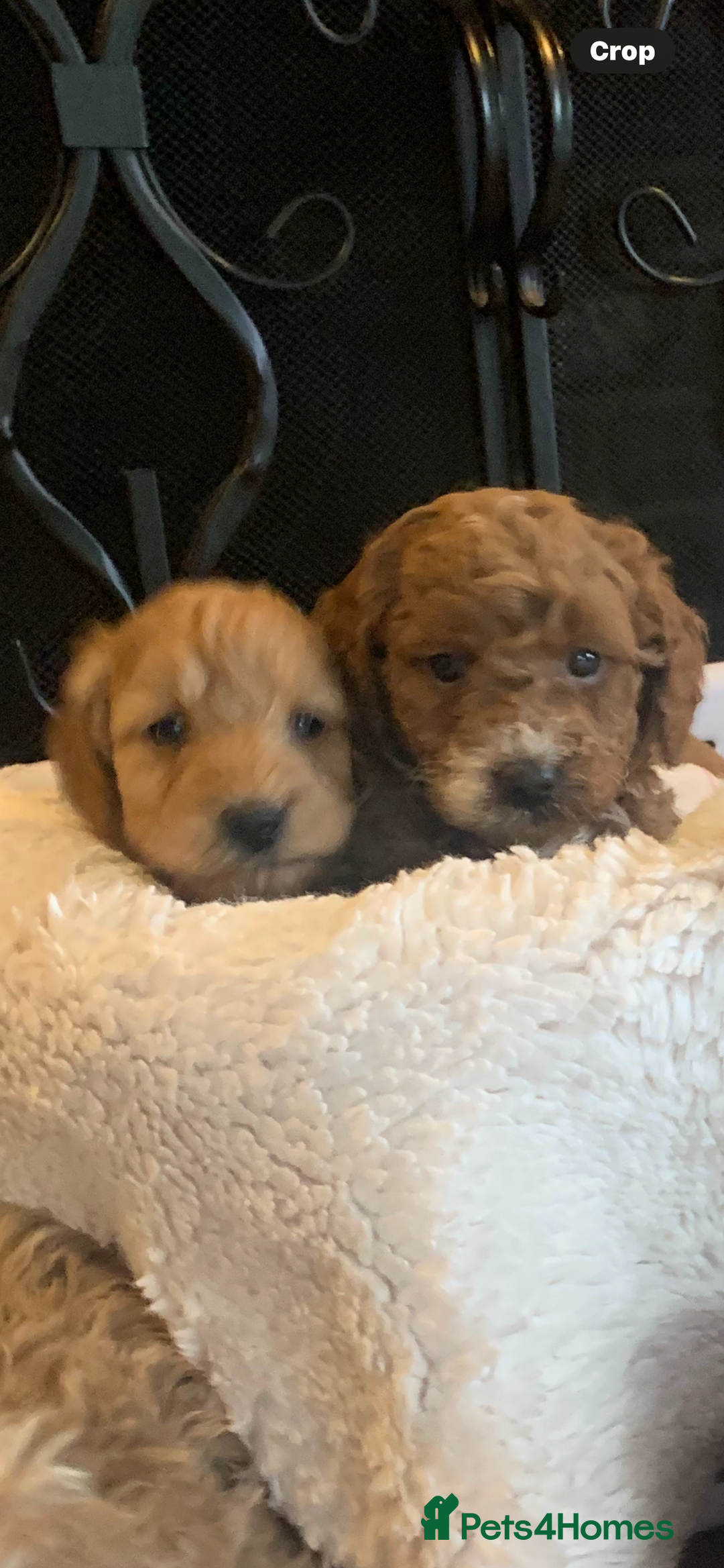 Cockapoo dogs for sale: F1b cockapoo  - Advert 9