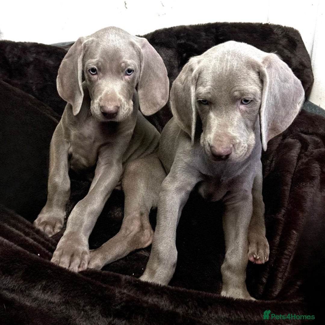 Weimaraner dogs for sale: Stunning Weimaraner pups (KC Registered pedigree)  - Image 7
