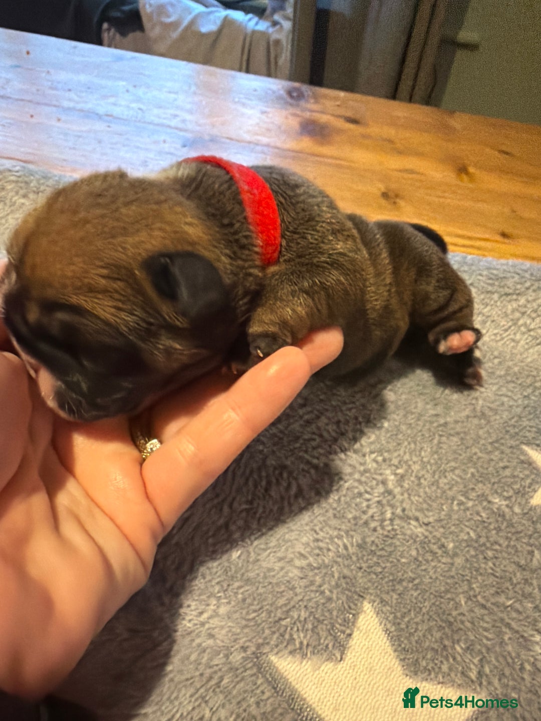 English Bulldog dogs for sale: 🌸❤️ TOP BLOOD LINE ENGLISH BULLDOGS RED AND WHITE - Advert 27