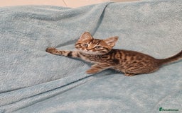 Mixed Breed cats for sale: BEAUTIFUL KITTENS VIDEOS - Image 13