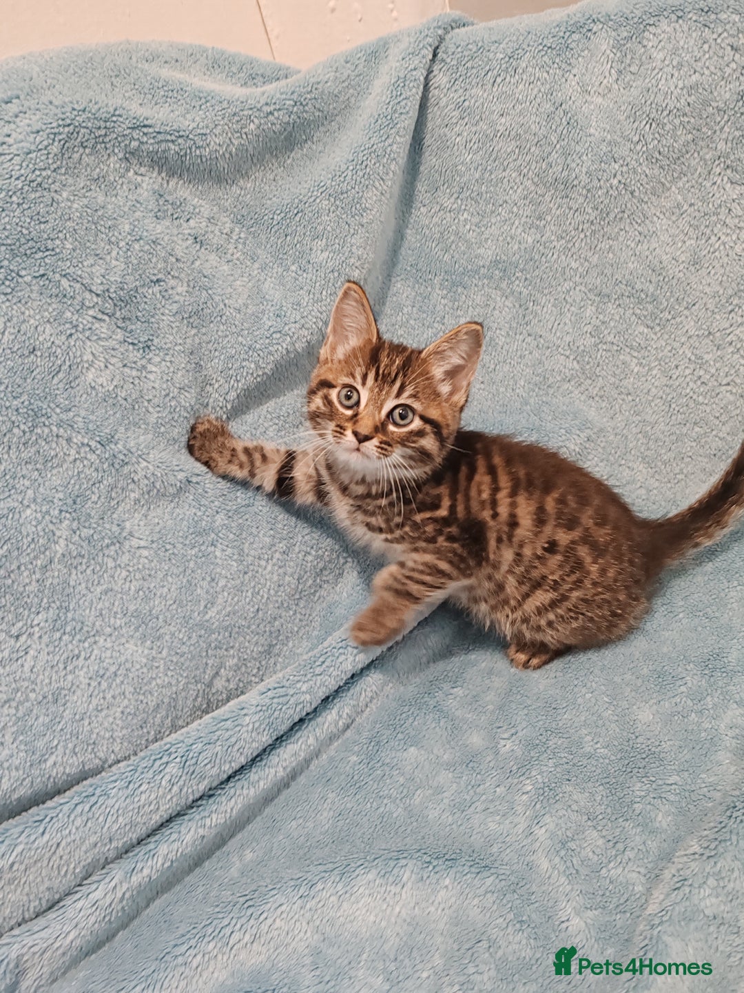 Mixed Breed cats for sale: BEAUTIFUL KITTENS VIDEOS - Image 13
