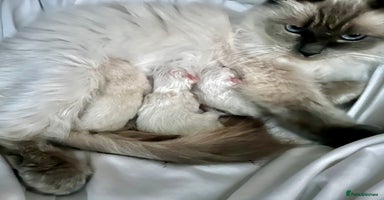 Ragdoll cats - Advert 9