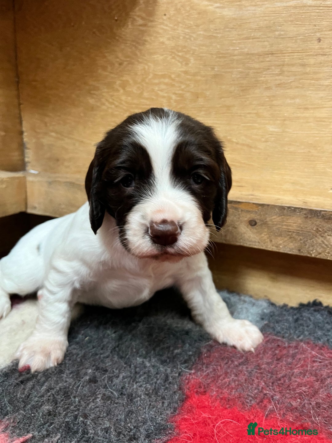 English Springer Spaniel dogs for sale: ENGLISH SPRINGER SPANIELS - Image 5