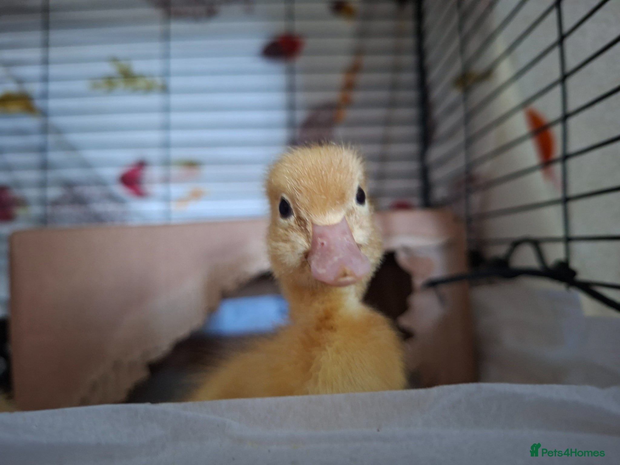 Ducks poultry for sale: 2 mixed breed ducklings for sale - Advert 2