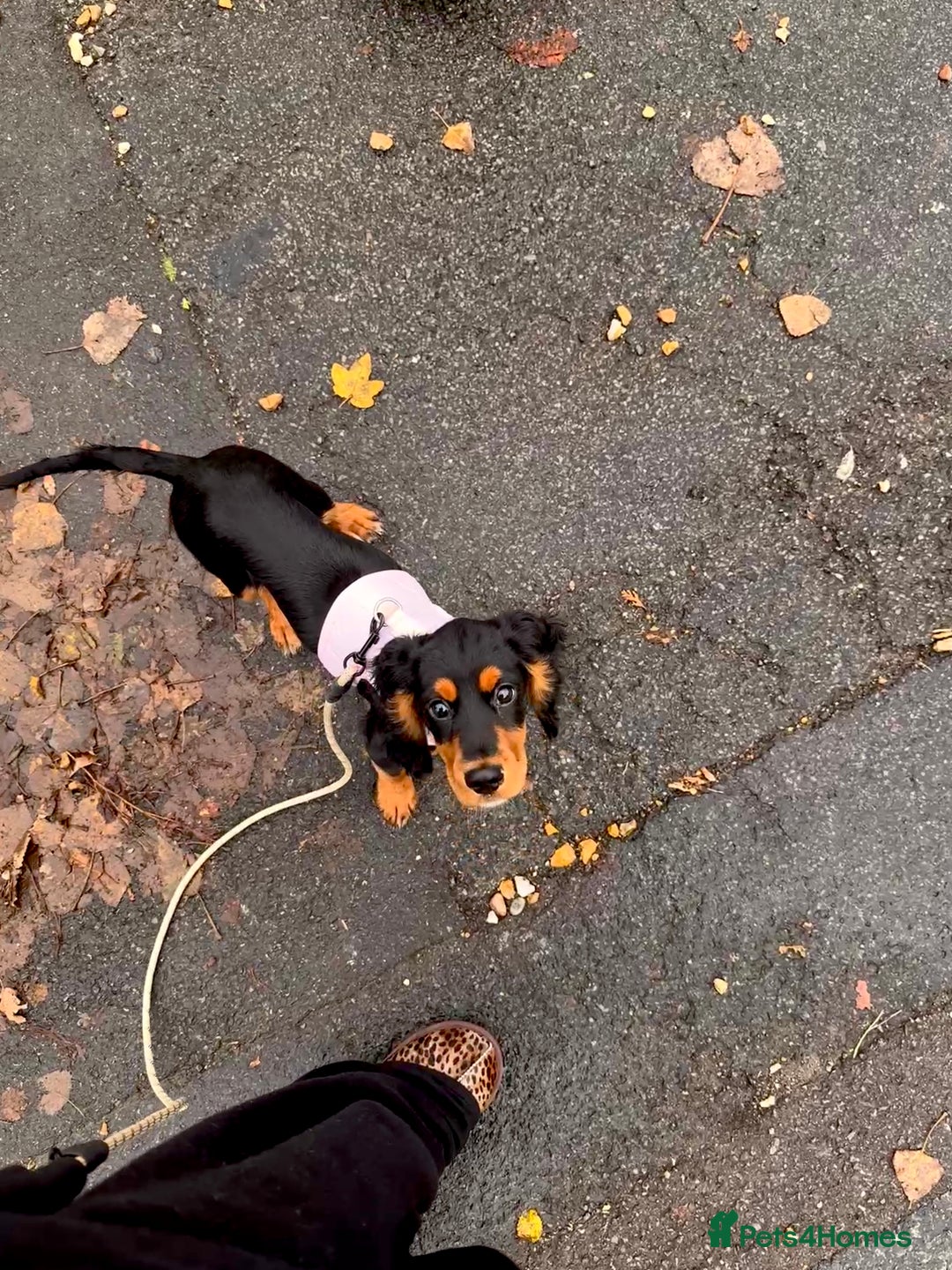 Sprocker dogs for sale: 5 month old female sprocker puppy for sale  - Advert 10