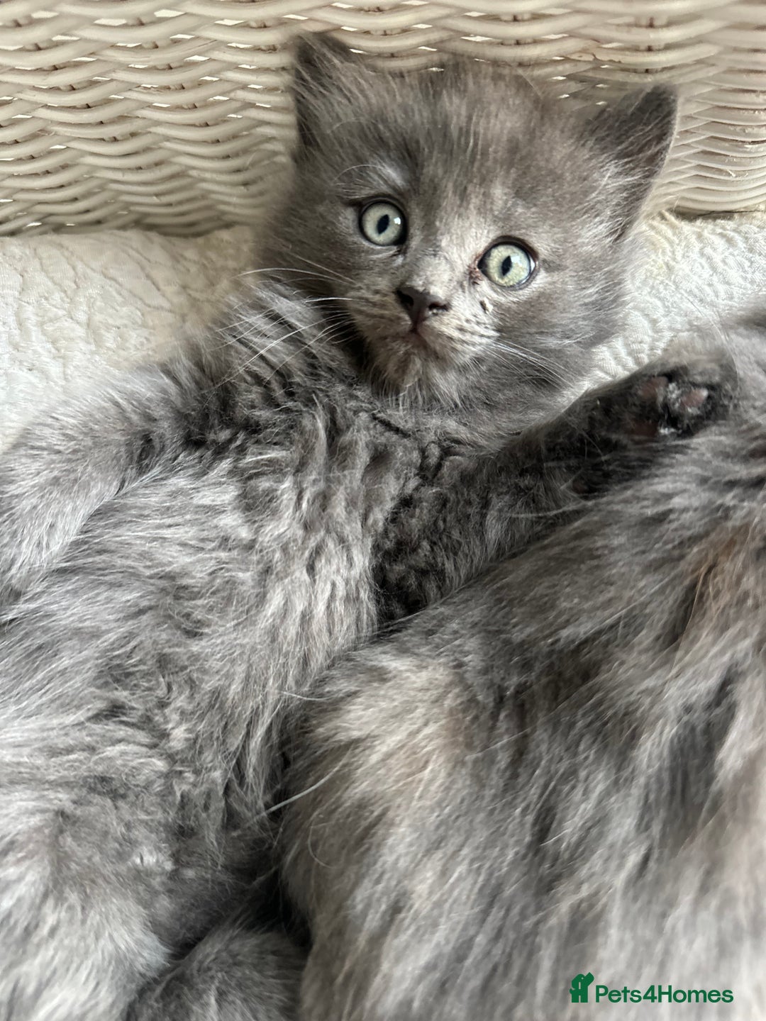 Ragdoll cats for sale: Gorgeous half pedigree Ragdoll kittens - Image 9