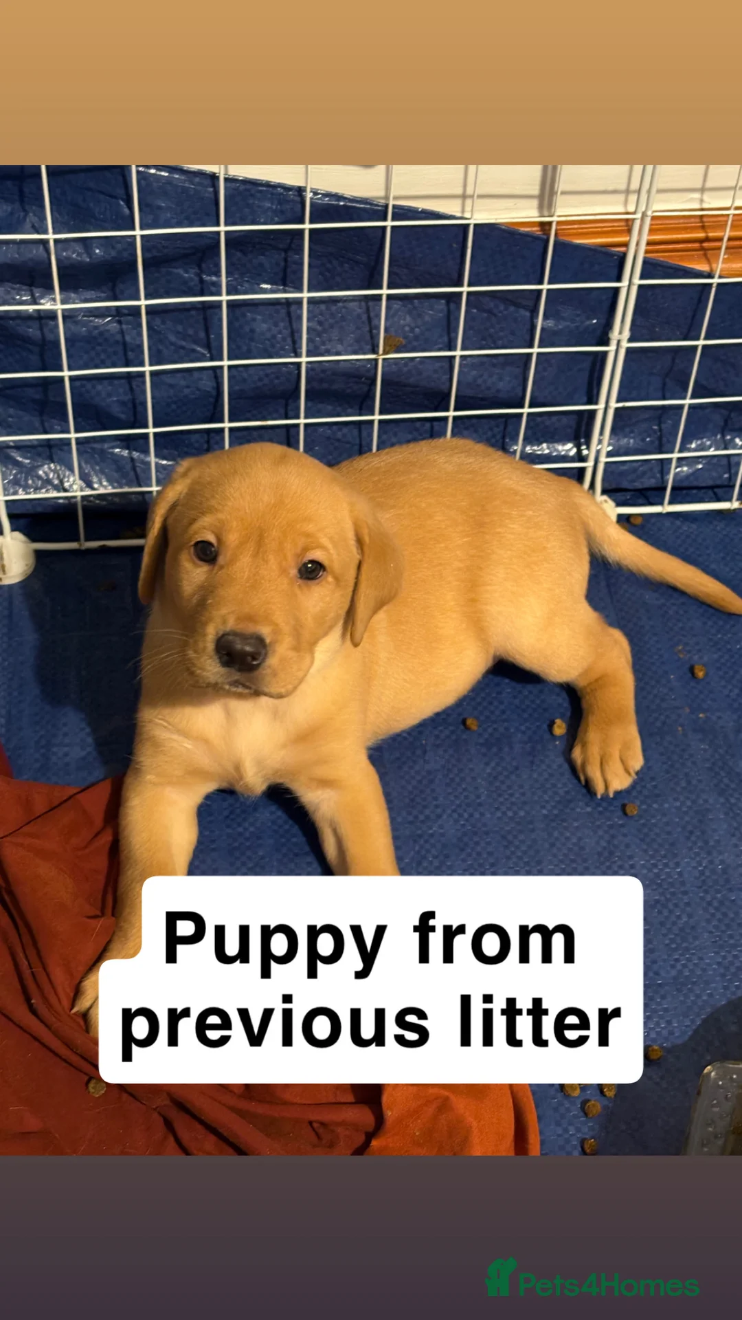 Labrador Retriever dogs for stud: 🌟 Kennel Club Registered Proven Labrador Stud 🌟 in Dundee - Advert 30