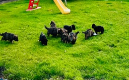 German Shepherd dogs for sale: Beautiful Litter of German Shepherd Puppies - Image 29