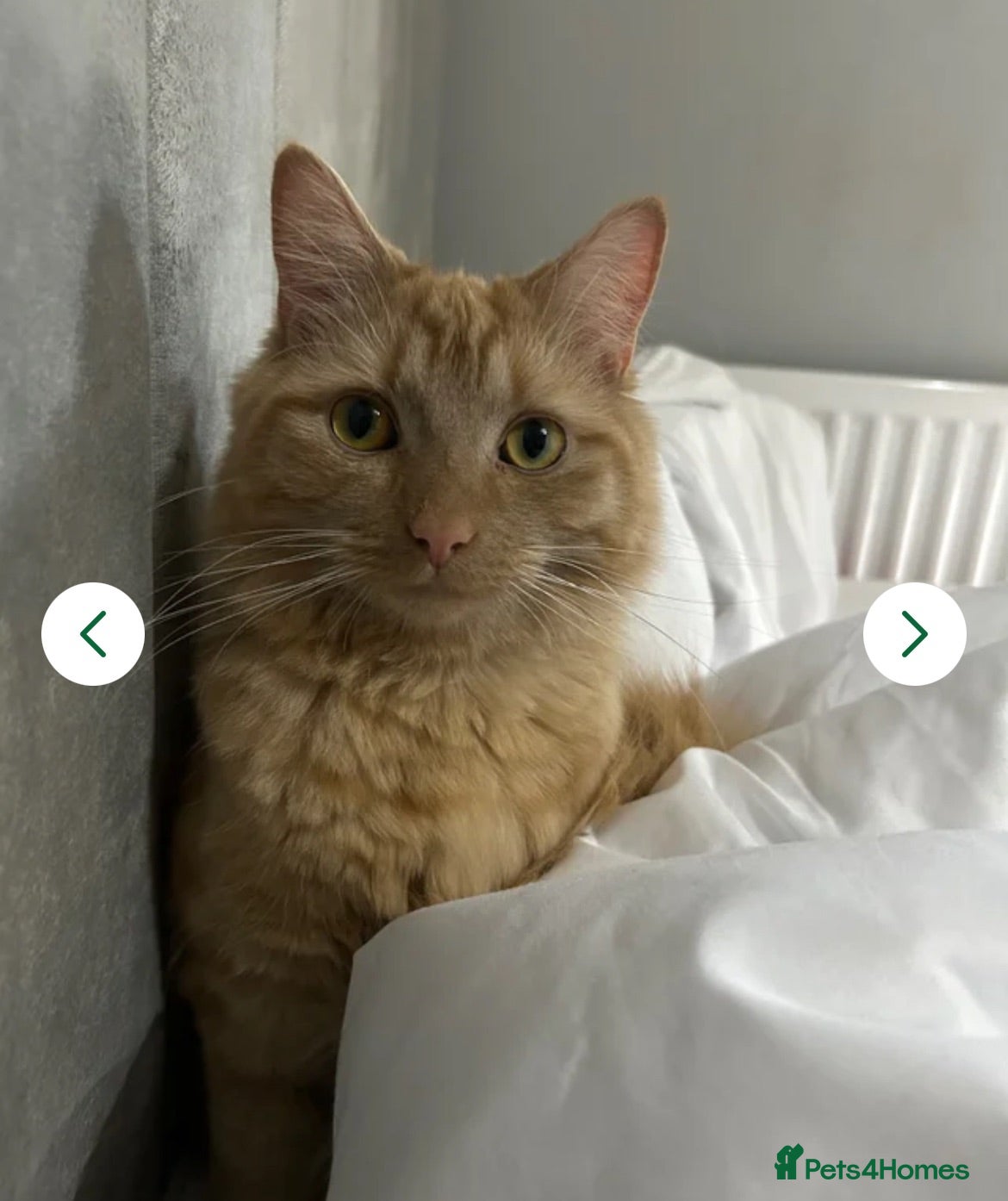 Mixed Breed cats Cat for sale  - Advert 1