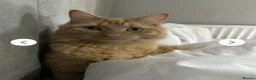 Mixed Breed cats for sale: Cat for sale  - Advert 1