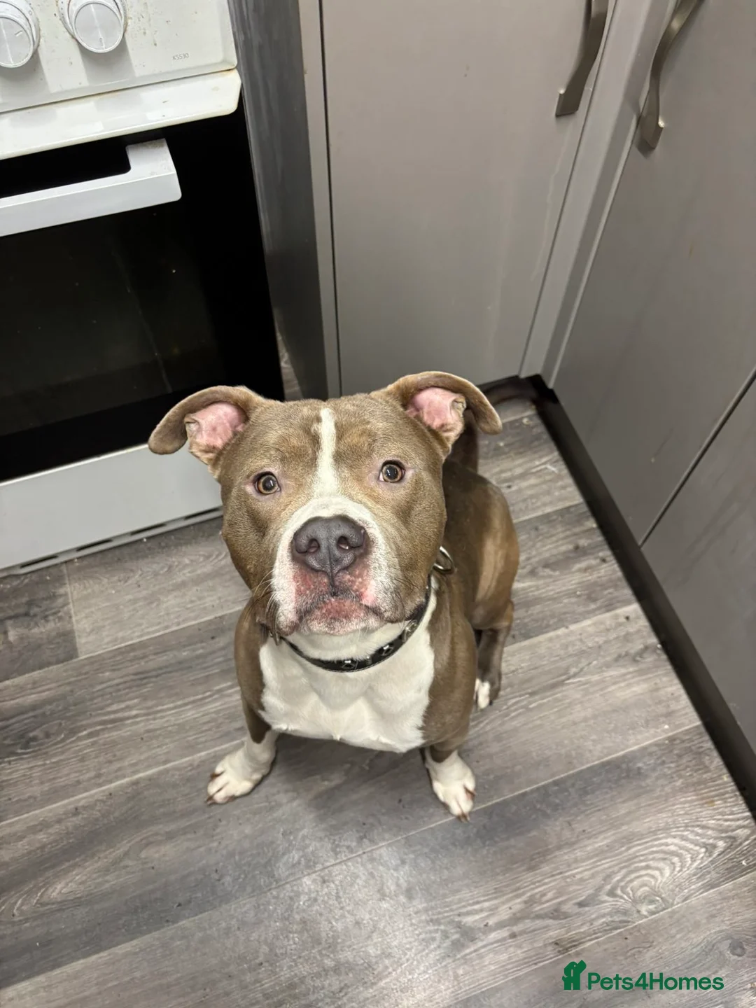 Mixed Breed dogs for sale: Zeus (male)  - Advert 4