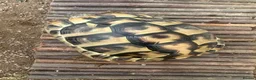 Hermann Tortoise reptiles for sale: Female, Hermann Tort, Table and Lamp in Leicester - Advert 3
