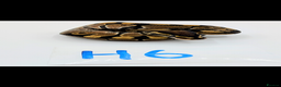 Python Snake reptiles for sale: Range of Royal Pythons - Advert 10