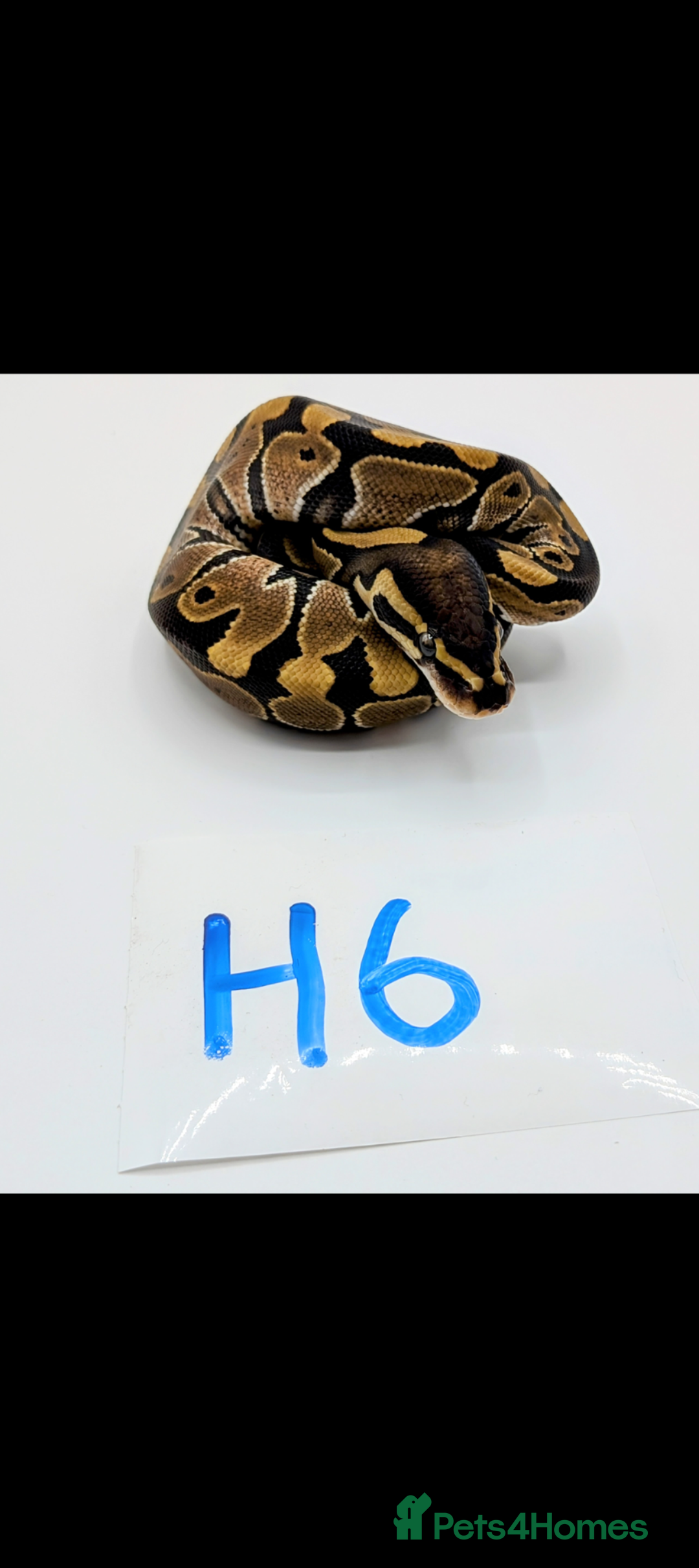 Python Snake reptiles for sale: Range of Royal Pythons - Advert 10