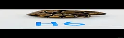 Python Snake reptiles for sale: Range of Royal Pythons - Advert 10