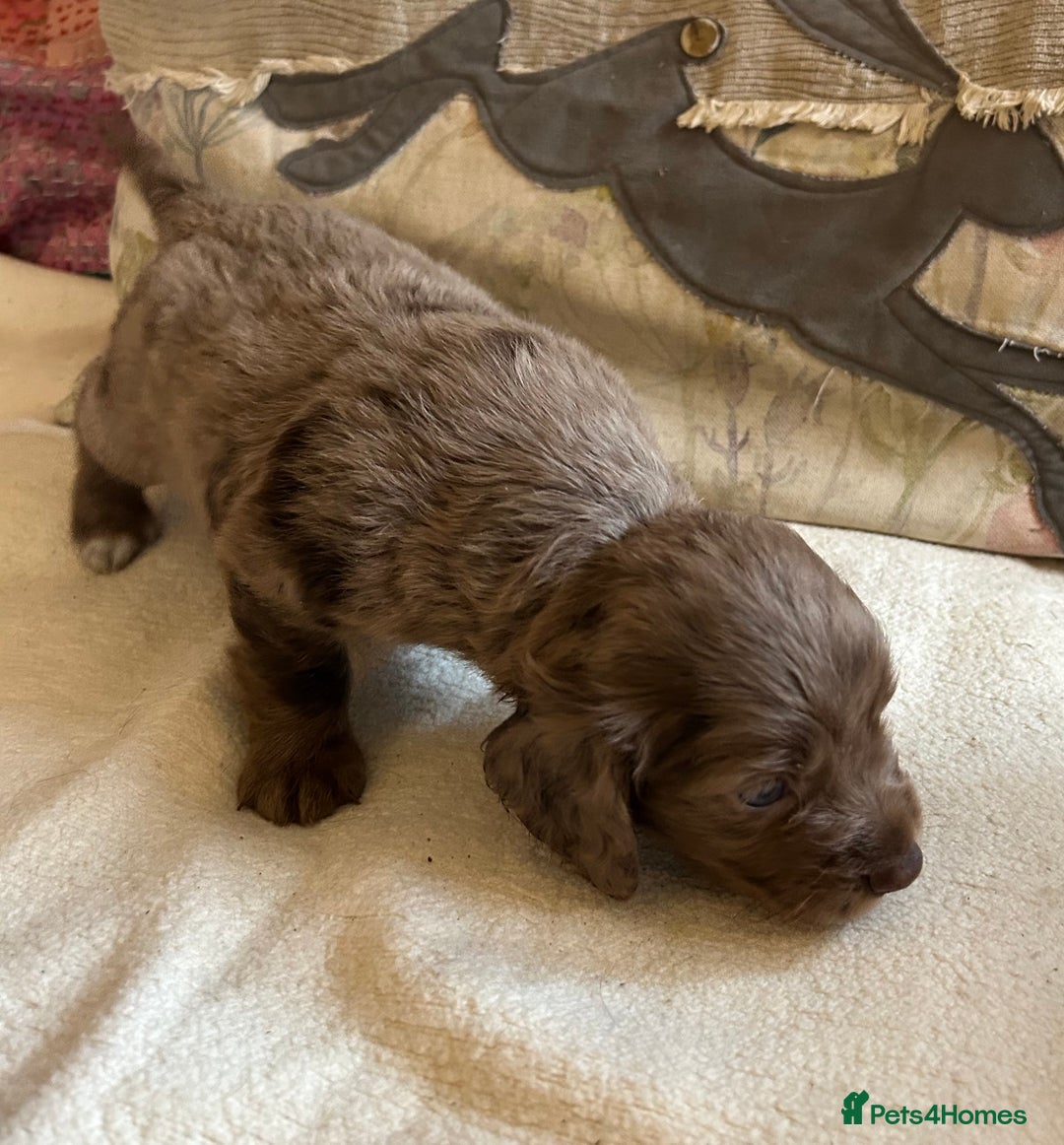 Cocker Spaniel dogs for sale: STUNNING WORKING COCKER SPANIEL PUPS - Advert 21