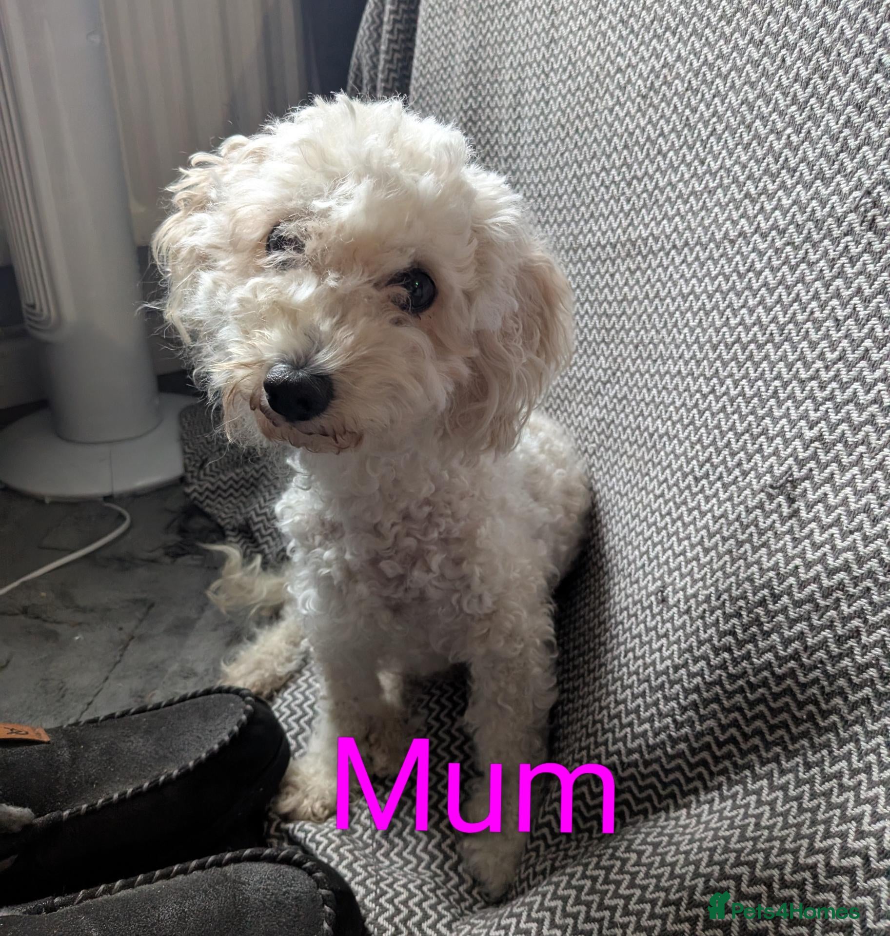Mixed Breed dogs READY NOW. Shihpoo / shihpoochon  - Advert 1