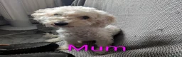 Mixed Breed dogs for sale: READY NOW. Shihpoo / shihpoochon  in Lincoln - Advert 1