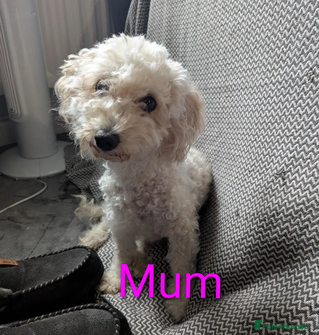 Mixed Breed dogs for sale: READY NOW. Shihpoo / shihpoochon  in Lincoln - Advert 1
