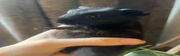 Guinea Pig rodents for sale: Baby Guinea Pigs for sale | ready to leave soon! - Advert 19