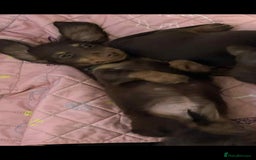 Miniature Dachshund dogs for sale: Longhaired miniature dachshund puppies KC reg. - Image 10