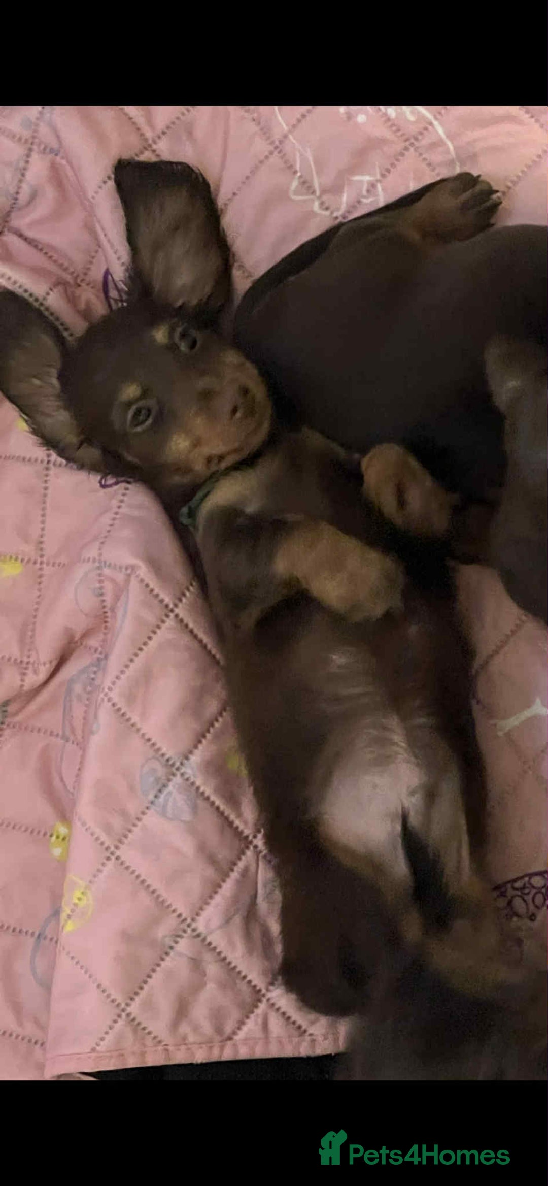Miniature Dachshund dogs for sale: Longhaired miniature dachshund puppies KC reg. - Image 10