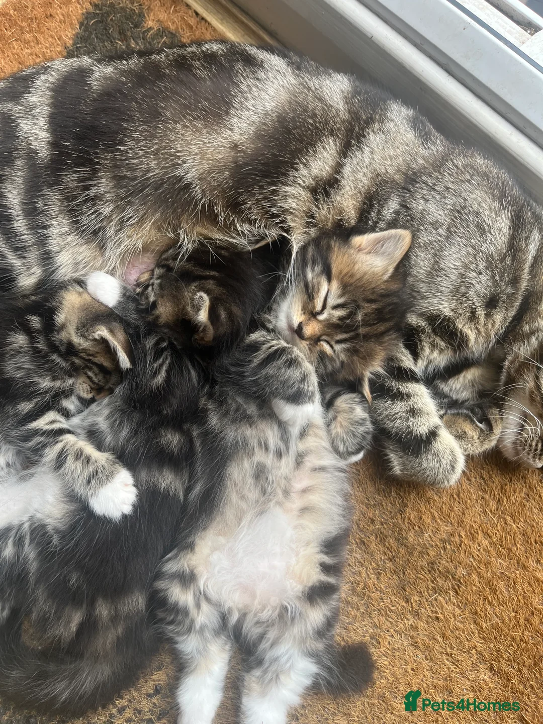 Mixed Breed cats for sale: Three Adorable Kittens Ready To Go in Wigan - Advert 2