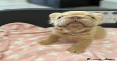 French Bulldog dogs - Advert 4