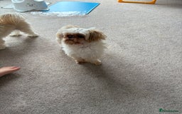 Shih Tzu dogs for stud: Stud  - Image 3