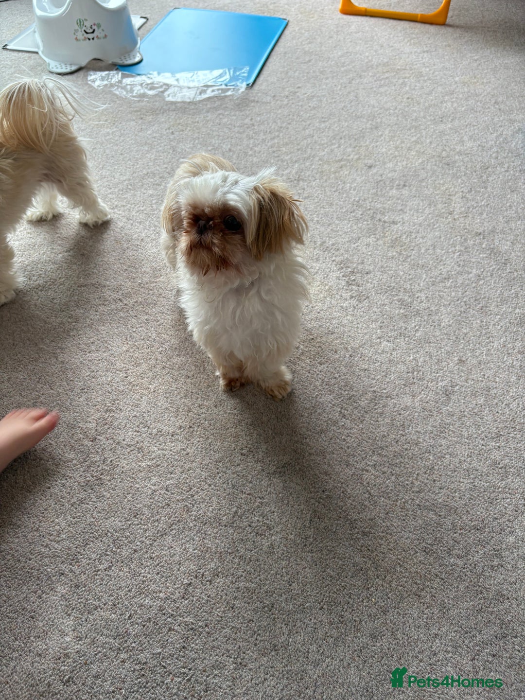 Shih Tzu dogs for stud: Stud  - Image 3