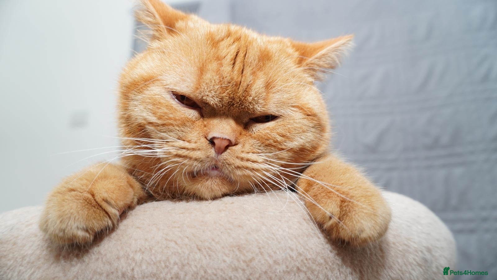 British Shorthair cats British shorthair - Advert 2