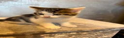 Mixed Breed cats for sale: Kittens for sale  - Advert 7