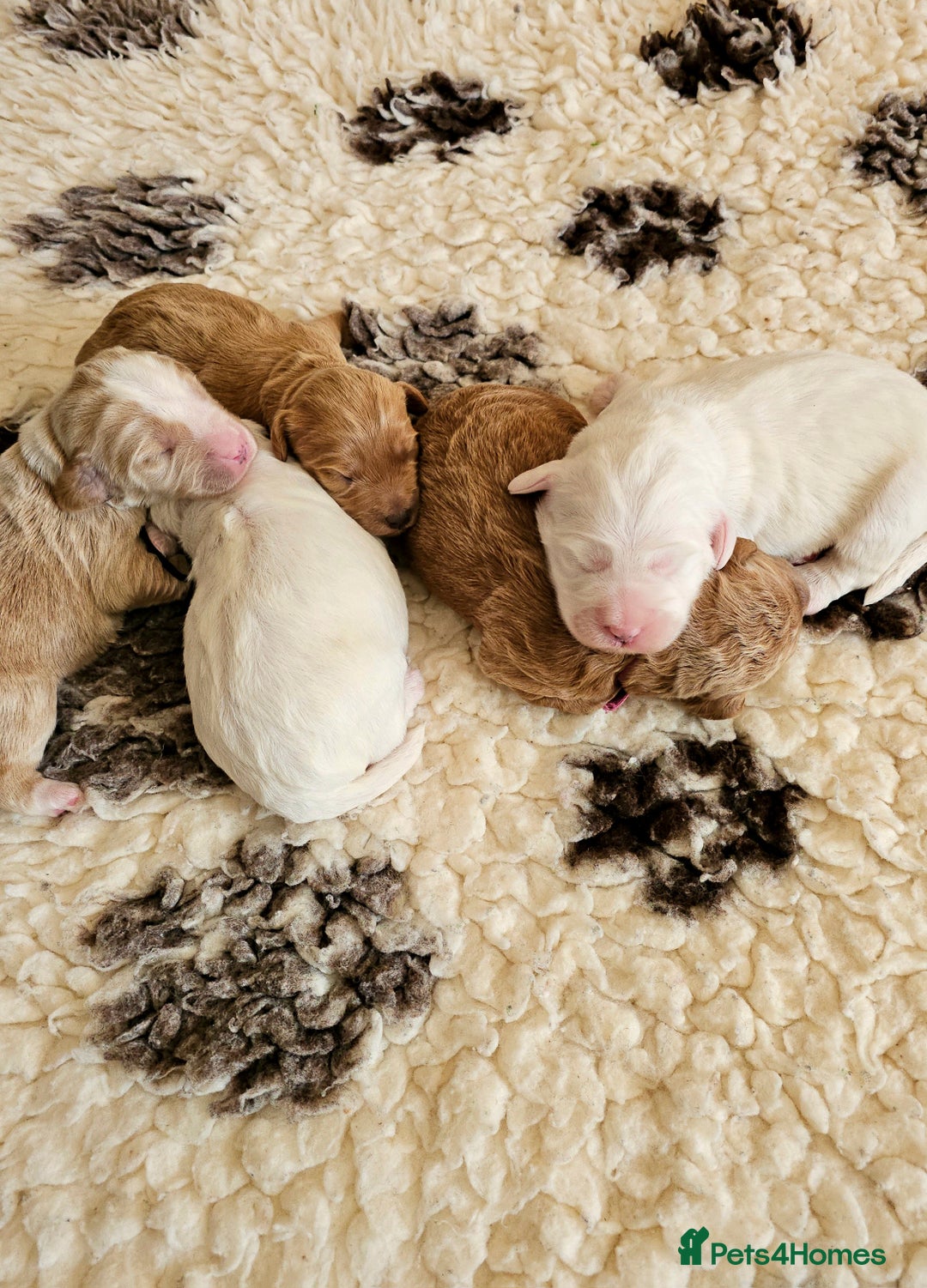 Australian Labradoodle dogs for sale: STUNNING FULLY HEALTH TESTED PUPPIES 🌟🐾 - Image 30