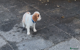 Cavalier King Charles Spaniel dogs for sale: Cavalier King Charles  - Image 6