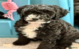 Cockapoo dogs for sale: 🐾 Gorgeous F2 Cockapoo Puppies 🐾 - Image 1